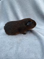 Cavia goudagouti mannetje, Animaux & Accessoires, Rongeurs, Octobre, Mâle, Cobaye