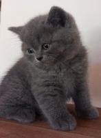 Brits korthaar kitten, 0 tot 2 jaar, Gechipt, Poes