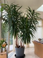 Mooie kamerplant yucca 3meter hoog met ecopot 60cm diameter, Huis en Inrichting, Kamerplanten, Yucca, Ophalen