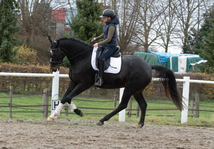 Getalenteerd dresuurpsard te koop, Dieren en Toebehoren, Paarden, Merrie, L