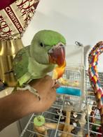Groot alexanderparkiet, Dieren en Toebehoren, Vogels | Parkieten en Papegaaien, Parkiet, Tam