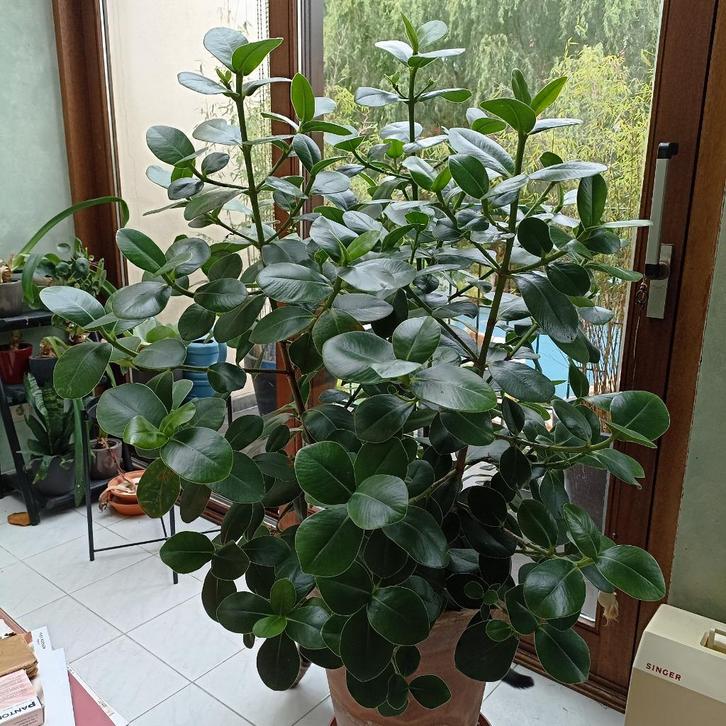 Grote kamerplant, Huis en Inrichting, Kamerplanten, Vetplant, 100 tot 150 cm, Groene kamerplant, Halfschaduw, Ophalen