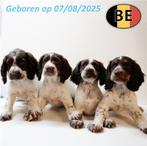 Speelse Springer Spaniel chocolat&blanc à vendre, Dieren en Toebehoren, België, Handelaar, CDV (hondenziekte), 8 tot 15 weken