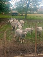 6 schapen en 1 bok en 7 Lammers te koop, Animaux & Accessoires, Moutons, Chèvres & Cochons