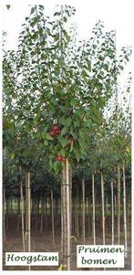 PRUMBERS SUPPORT HAUT 30€: Différents types (Tige basse 15€,, Jardin & Terrasse, Plantes | Arbres fruitiers, Printemps, 100 à 250 cm
