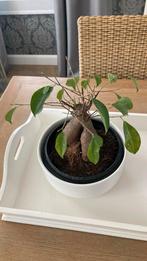 Plant Bonsai Ikea met bloempot, Huis en Inrichting, Kamerplanten, Ophalen, Halfschaduw, In pot, Minder dan 100 cm