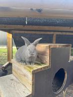 Blauw van ham, Dieren en Toebehoren, Konijnen, Geslacht onbekend, Middelgroot, 0 tot 2 jaar