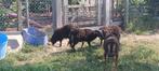 Ouessant ramlam 3 stuks, Dieren en Toebehoren, Mannelijk, Schaap, 0 tot 2 jaar