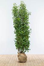 Prunus lusitanica Angustifolia  80/100 Portugese laurier, Ophalen, Laurier, Haag, Minder dan 100 cm
