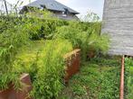 Fargesia, Jardin & Terrasse, Plantes | Arbustes & Haies, 100 à 250 cm, Enlèvement, Arbuste, Bambou