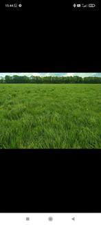 Gras gezocht, Zakelijke goederen, Landbouw | Veevoer, Ophalen