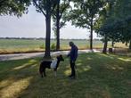 Prachtig zwartbont mini paardje, Dieren en Toebehoren, Pony's, Hengst, A pony (tot 1.17m), Gechipt, 0 tot 2 jaar