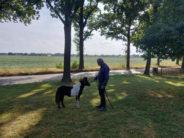 Prachtig zwartbont mini paardje, Étalon, Poney A (jusqu'à 1.17 m), Vermifugé, 0 à 2 ans