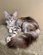 Lieve Maine Coon prinses, Dieren en Toebehoren, Poes, Gechipt, 0 tot 2 jaar