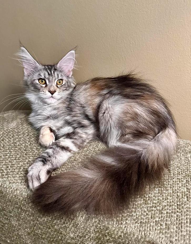 Lieve Maine Coon prinses, Dieren en Toebehoren, Katten en Kittens | Raskatten | Langhaar, Poes, 0 tot 2 jaar, Met stamboom, Gechipt