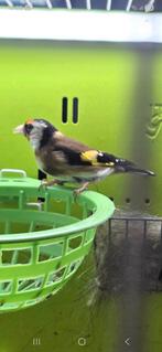 Goldfinch Elegante vrouw 2023, Dieren en Toebehoren, Vogels | Overige Vogels, Vrouwelijk