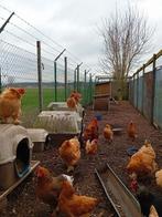 Hennen Cochin leghorn (groothoenders), Dieren en Toebehoren, Pluimvee