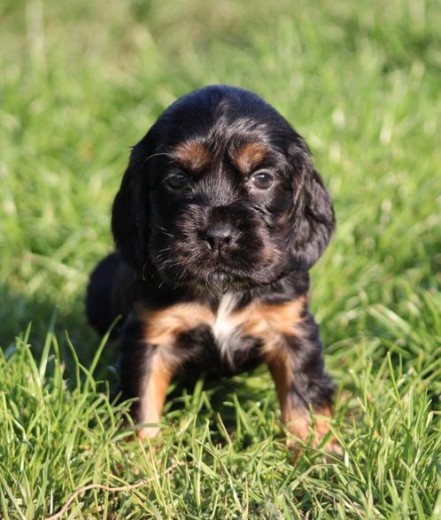 Engelse Cocker pup Black & tan, Dieren en Toebehoren, Honden | Retrievers, Spaniëls en Waterhonden, Reu, Spaniël, Fokker | Professioneel