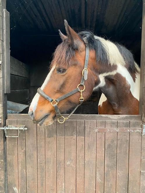 Lief buitenrij paardje, Dieren en Toebehoren, Pony's, Merrie, B, E pony (1.48m - 1.57m), Recreatiepony, 11 jaar of ouder, Gechipt