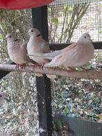 Lachduifjes zoeken nieuwe thuis!