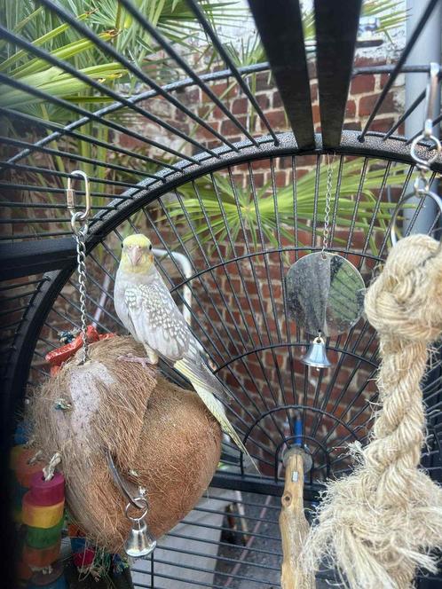 Tamme Valkparkiet 2025, Dieren en Toebehoren, Vogels | Parkieten en Papegaaien, Parkiet, Geslacht onbekend, Tam