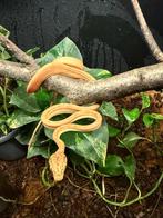 Corallus Hortulanus CB250101 03, Serpent, 0 à 2 ans