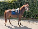 Super brave D pony merrie, Dieren en Toebehoren, Pony's, Springpony, Zadelmak, 3 tot 6 jaar, D pony (1.37m tot 1.48m)
