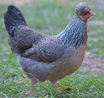 Des poussins Cream Legbar sont attendus le 7 mai RÉSERVEZ MA, Plusieurs animaux, Poule ou poulet