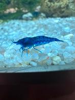 Blue dream garnalen