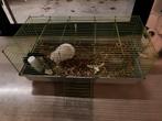 Minilop, Dieren en Toebehoren, Ophalen, Gebruikt, Kooi