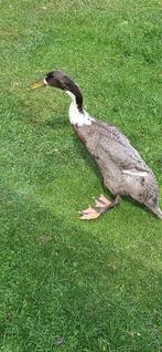 Mooie grijze Indische loopeend, Dieren en Toebehoren, Pluimvee