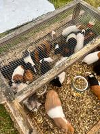 Cavia’s vrouwtjes en mannetjes, Dieren en Toebehoren, Ophalen of Verzenden