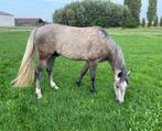 Jonge, brave D pony, Dieren en Toebehoren, Pony's, B, Gechipt, Ruin, 3 tot 6 jaar