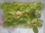 Limnobium laevigatum of kikkerplant, Dieren en Toebehoren, Vissen | Aquaria en Toebehoren, Ophalen, Zo goed als nieuw, Plant(en), Steen of Hout