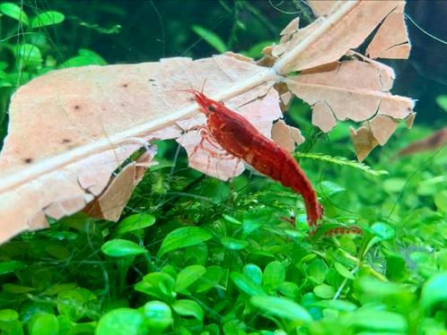 Rode garnalen garnaaltjes Neocaridina aquarium, Dieren en Toebehoren, Vissen | Aquariumvissen, Zoetwatervis, Schoolvis