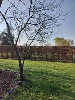 Pruimenboom gratis, Tuin en Terras, Ophalen, Pruimenboom