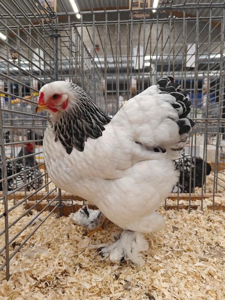 brahmakrielen, Dieren en Toebehoren, Pluimvee | Toebehoren, Ophalen of Verzenden