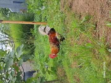 Zeldzame zweedse bloemkip kweekhaan beschikbaar voor biedingen