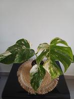 Monstera albo variegata, Huis en Inrichting, Ophalen of Verzenden