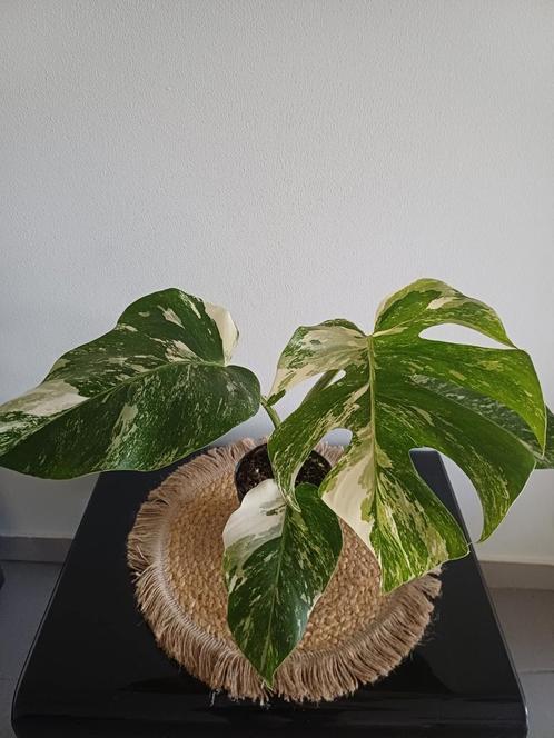 Monstera albo variegata, Huis en Inrichting, Kamerplanten, Ophalen of Verzenden