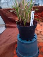 Siergras in 2l pot direkt te planten volwaardige vaste plant, Vaste plant, Ophalen of Verzenden