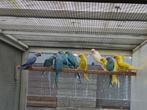 halsband halsbandparkieten, Dieren en Toebehoren, Vogels | Parkieten en Papegaaien, Geringd
