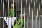 bruinkop papegaai, Meerdere dieren, Papegaai, Geringd