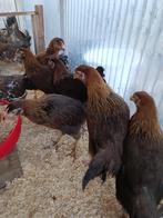 Perdrix dorée, 5 mois, leghorn, 100% poules, 320 œufs, Animaux & Accessoires, Poule ou poulet, Femelle