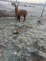 Stamboom alpaca hengstje te koop, Dieren en Toebehoren, Overige Dieren