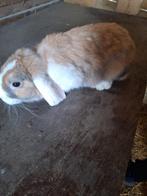 Hangoor te koop, Animaux & Accessoires, Lapins, Mâle, Taille moyenne, Oreilles tombantes, 0 à 2 ans