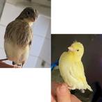 Kanarie jongen 10 euro stuk, Dieren en Toebehoren, Vogels | Kanaries