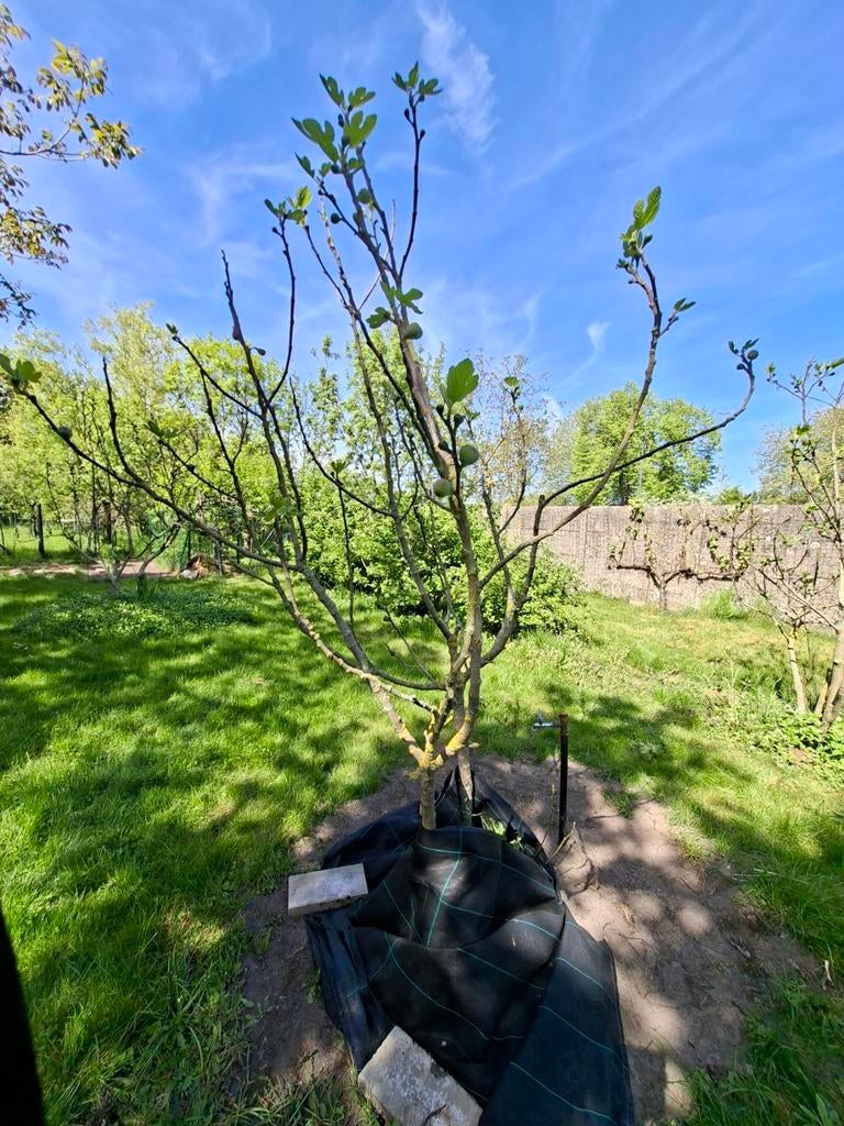 Vijgeboom 2.5 meter, Ophalen