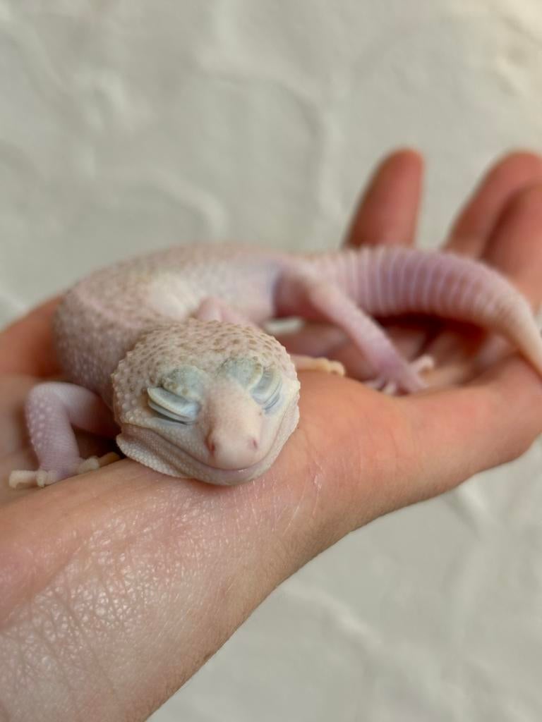 Tremper galaxy luipaardgekko vrouw, Animaux & Accessoires, Reptiles & Amphibiens, Lézard, Domestique, 0 à 2 ans