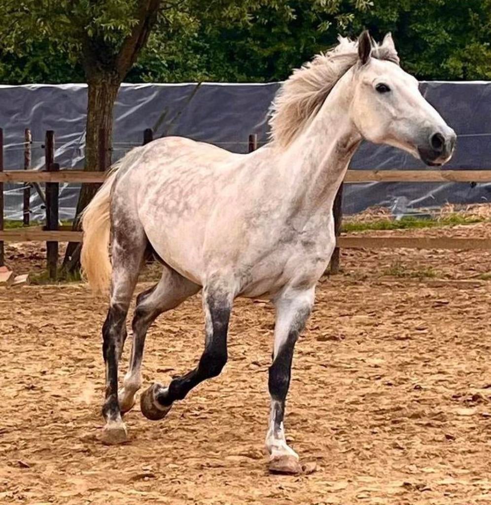 8 jarige zangersheide ruin, Hongre, M, Cheval de récréation